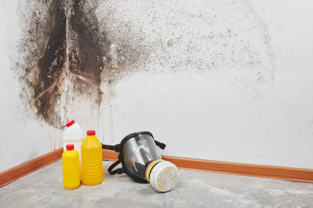 Best Bathroom Mold Remediation in Wyoming, MN