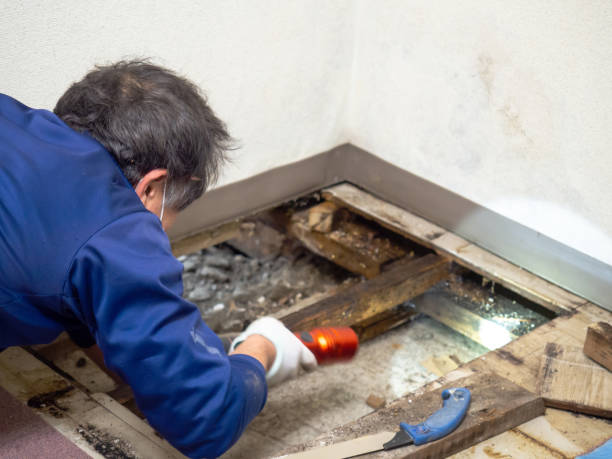 Best Attic Mold Remediation in Wyoming, MN