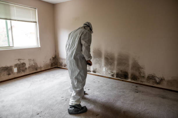 Best Post-Flood Mold Remediation in Wyoming, MN