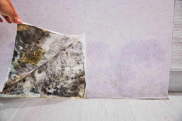 Best Localized Mold Remediation (e.g., coastal areas, humid climates) in Wyoming, MN